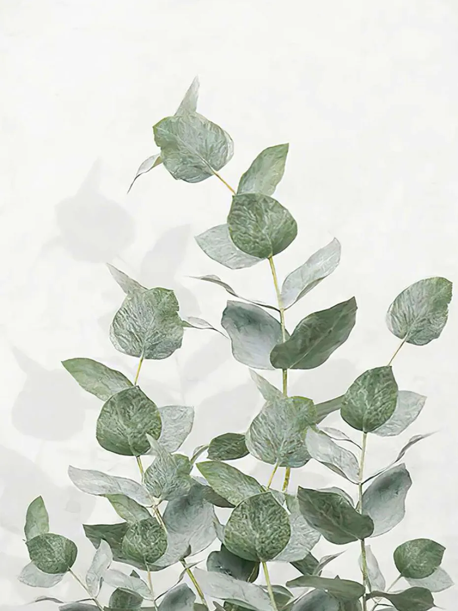 Poster Eucalyptus